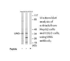 Product image for UNG Antibody