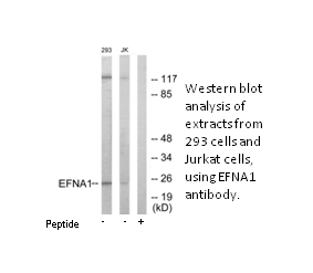 Product image for EFNA1 Antibody