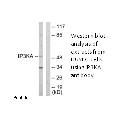Product image for IP3KA Antibody