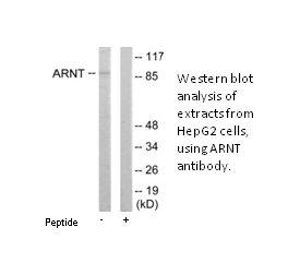 Product image for ARNT Antibody