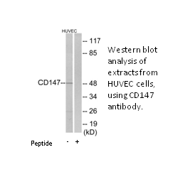 Product image for CD147 Antibody