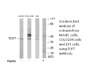Product image for TCF7 Antibody