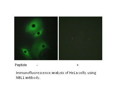 Product image for NBL1 Antibody