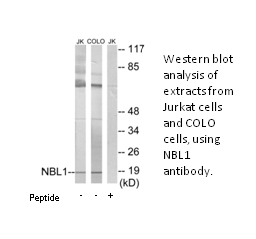 Product image for NBL1 Antibody