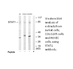 Product image for STAT1 Antibody