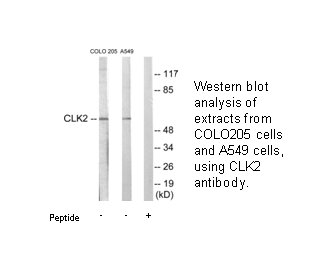 Product image for CLK2 Antibody