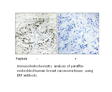 Product image for ERF Antibody