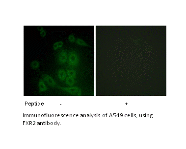 Product image for FXR2 Antibody