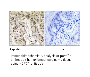Product image for HCFC1 Antibody