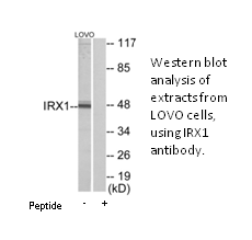 Product image for IRX1 Antibody