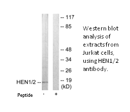 Product image for HEN1/2 Antibody