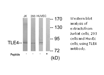 Product image for TLE4 Antibody