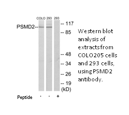 Product image for PSMD2 Antibody