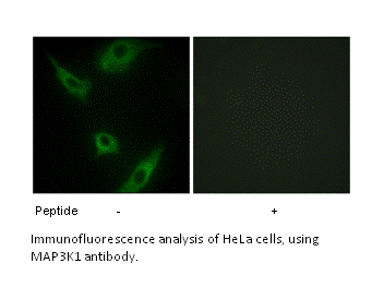 Product image for MAP3K1 Antibody