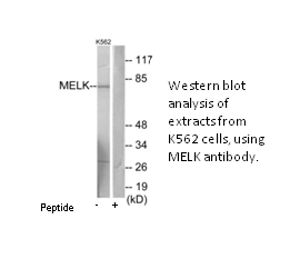 Product image for MELK Antibody