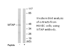 Product image for WTAP Antibody