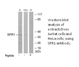 Product image for SPR1 Antibody