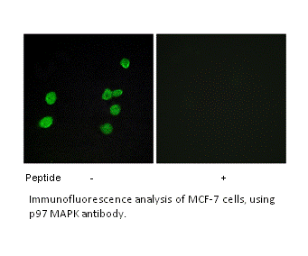 Product image for p97 MAPK Antibody