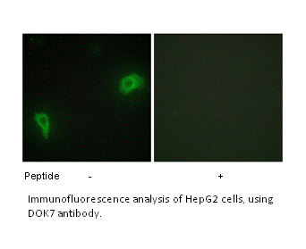 Product image for DOK7 Antibody