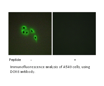 Product image for DOK6 Antibody