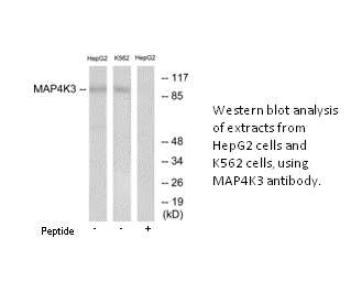Product image for MAP4K3 Antibody