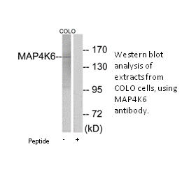 Product image for MAP4K6 Antibody