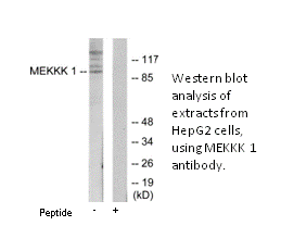Product image for MEKKK 1 Antibody