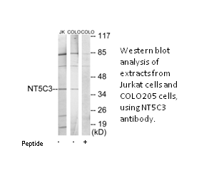 Product image for NT5C3 Antibody