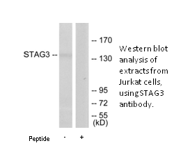 Product image for STAG3 Antibody