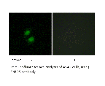 Product image for ZNF95 Antibody