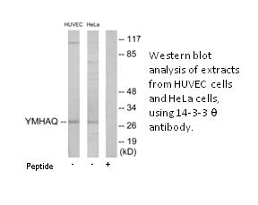 Product image for 14-3-3 &theta; Antibody