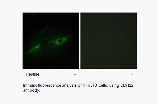 Product image for CDH22 Antibody