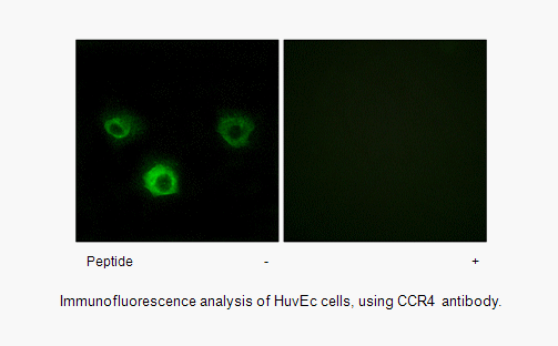 Product image for CCR4 Antibody