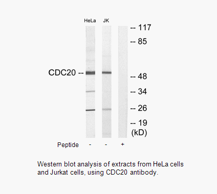 Product image for p55CDC Antibody