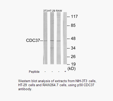 Product image for p50 CDC37 Antibody