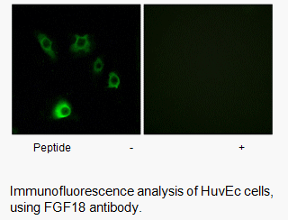 Product image for FGF18 Antibody