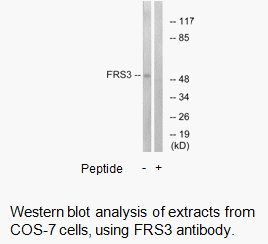 Product image for FRS3 Antibody