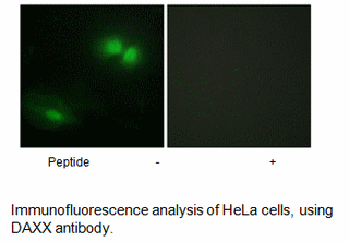 Product image for DAXX Antibody