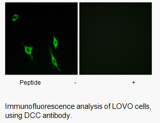 Product image for DCC Antibody