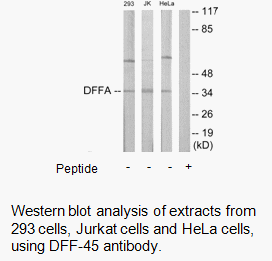 Product image for DFFA Antibody