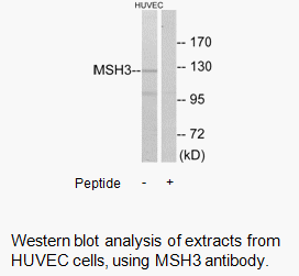 Product image for MSH3 Antibody