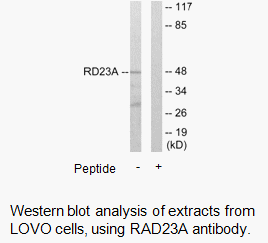Product image for RAD23A Antibody