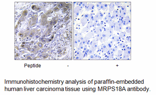 Product image for MRPS18A Antibody