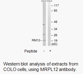 Product image for MRPL12 Antibody