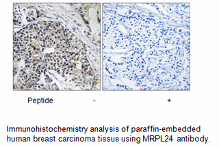 Product image for MRPL24 Antibody