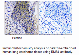 Product image for MRPL34 Antibody