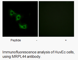 Product image for MRPL44 Antibody