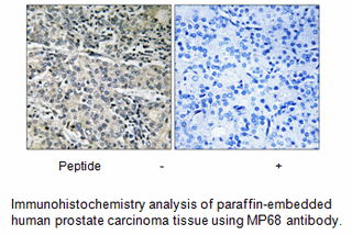 Product image for MP68 Antibody