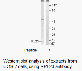 Product image for RPL23 Antibody