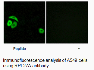Product image for RPL27A Antibody